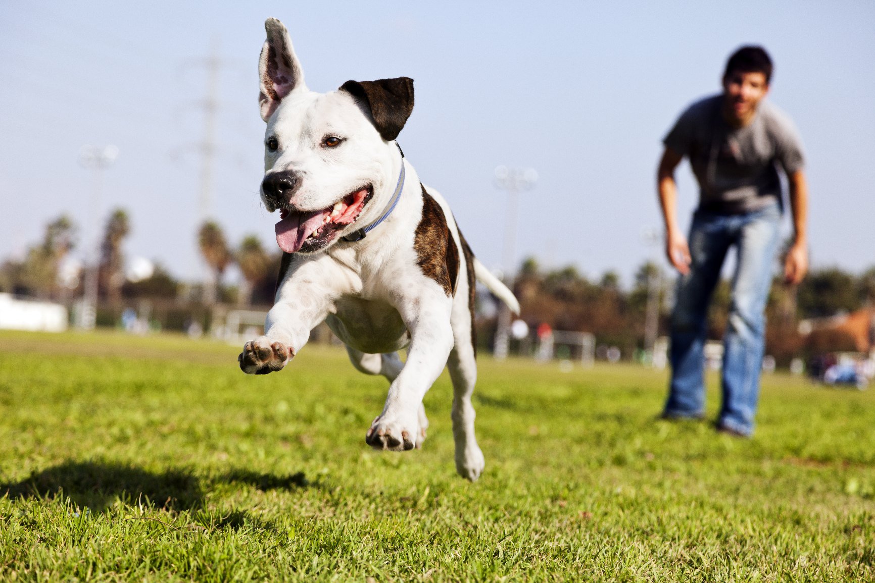 A Pit Bull dog mid-air, running after its chew toy with its owner standing close by.